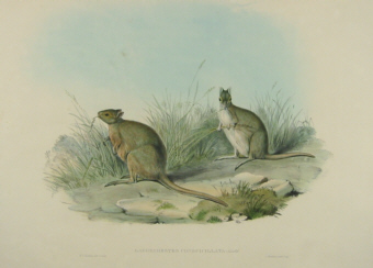 John Gould Macropodidae